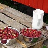 Bio-Erdbeeren für Selbstpflücker